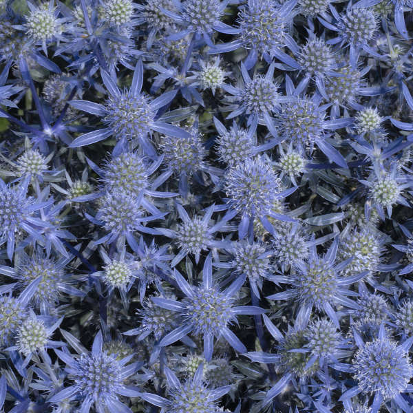 Close-up of spiky blue flowers on Blue Glitter Sea Holly. 