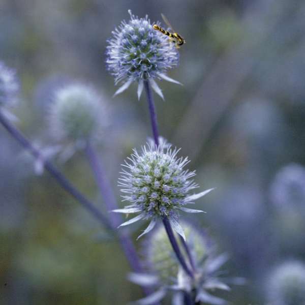 Close-up of spiky blue flowers on Blue Glitter Sea Holly with a dragonfly on them. 