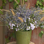 Blue Glitter Sea Holly in a container with other flowers. 