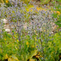 Blue Glitter Sea Holly with blue spiky flowers towering over green foliage. 