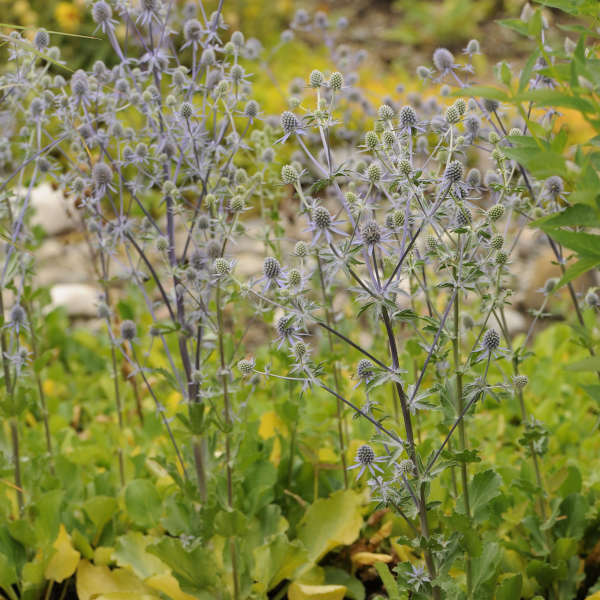 Blue Glitter Sea Holly with blue spiky flowers towering over green foliage. 