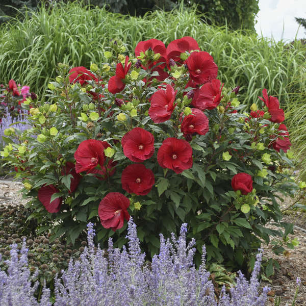 Hibiscus vivace Summerific® 'Cranberry Crush' (Hibiscus hybride 'Cranberry Crush') Cette vivace offre un spectacle époustouflant et durable !