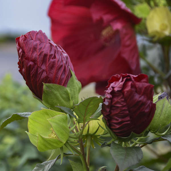Hibiscus vivace Summerific® 'Cranberry Crush' (Hibiscus hybride 'Cranberry Crush') La floraison commence au milieu de l'été et se poursuit pendant des semaines.