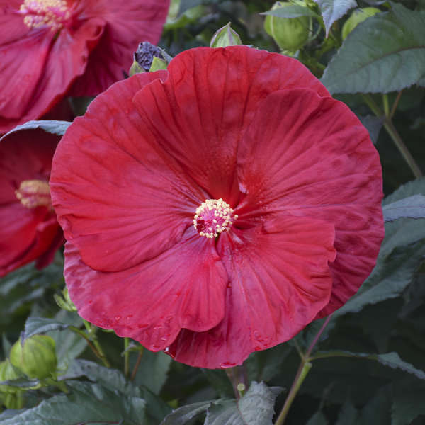 Hibiscus vivace Summerific® 'Cranberry Crush' (Hibiscus hybride 'Cranberry Crush') : Parfait seul ou en association avec d'autres plantes de la série Summerific®, il transformera et apportera une touche incroyable à n'importe quel endroit ensoleillé. 