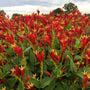 Little Redhead Spigelia's bright red and yellow tubular blooms that look like fireworks. 