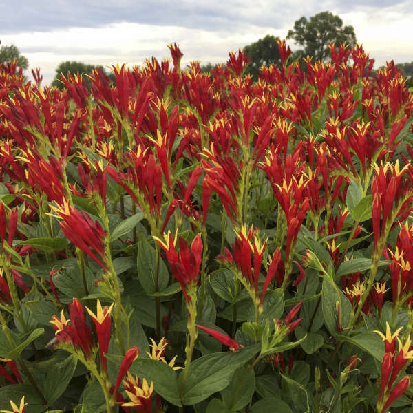 Little Redhead Spigelia's bright red and yellow tubular blooms that look like fireworks. 