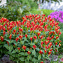 Little Redhead Spigelia with red and yellow tubular blooms and lush green foliage. 
