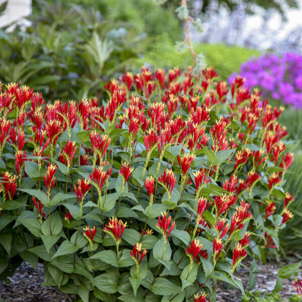 Little Redhead Spigelia with red and yellow tubular blooms and lush green foliage. 