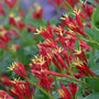 Close-up of tubular red and yellow Little Redhead Spigelia blooms. 