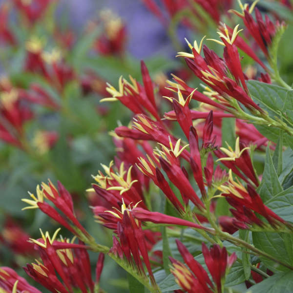 Close-up of tubular red and yellow Little Redhead Spigelia blooms. 