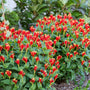 Red and yellow Little Redhead Spigelia blooms above lush green foliage. 