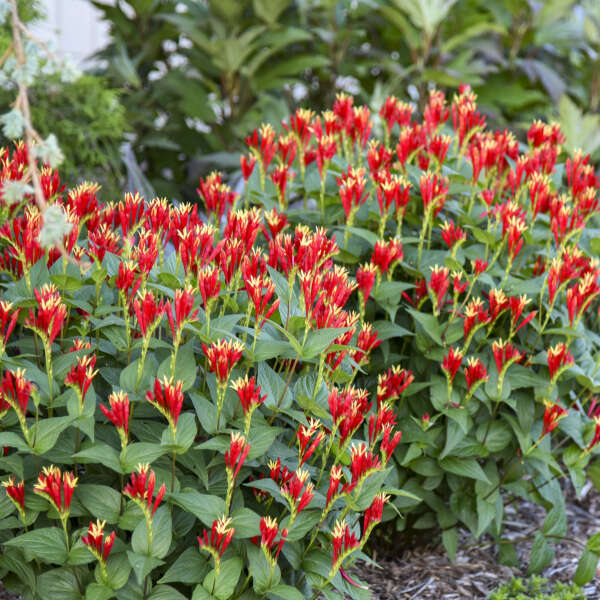 Red and yellow Little Redhead Spigelia blooms above lush green foliage. 