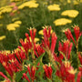 Close-up of Little Redhead Spigelia with red and yellow tubular blooms. 