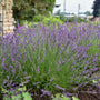 Lavender Phenomenal blooms later than English lavender