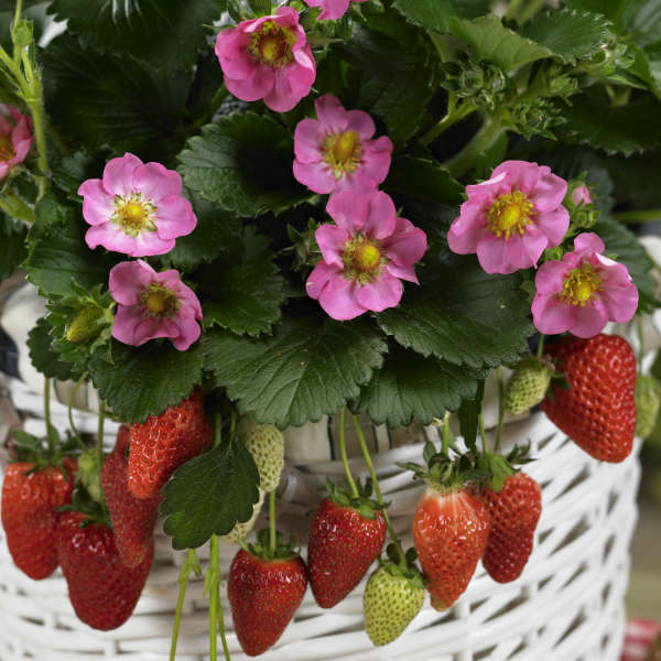 hanging strawberry plant for sale 'Gasana' Everbearing Strawberry (Fragaria)