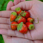 Hands holding a handful of berries from Tristian Everbearing Strawberry. 