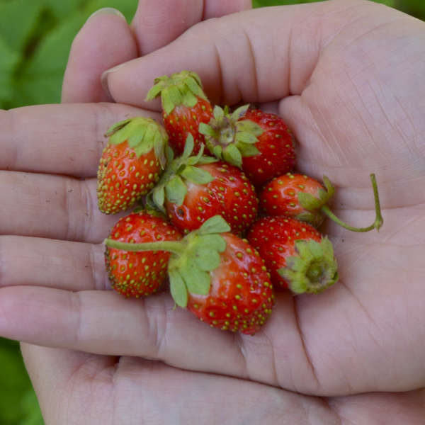 Tristan' Everbearing Strawberry | Perennials – Great Garden Plants