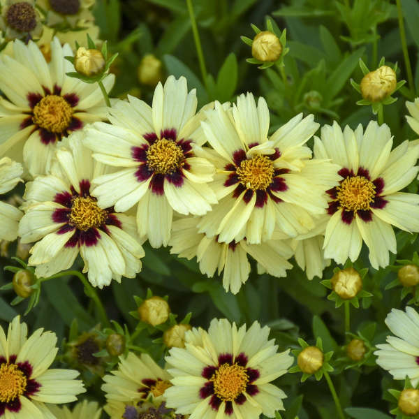 Uptick™ Cream & Red Tickseed (Coreopsis 'Balupteamed') Boasts creamy yellow petals and dark red centers.