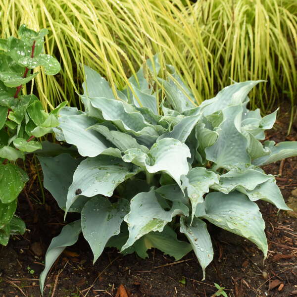 Dancing with Dragons Hosta with wavy corrugated foliage in a landscape. 