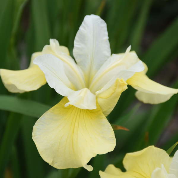 Close-up of a creamy two-toned 'Butter & Sugar' Siberian Iris flower. 