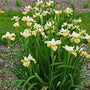 A mass of 'Butter & Sugar' Siberian Irises planted in a landscape. 