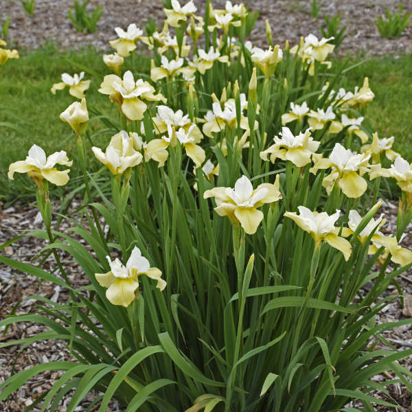 A mass of 'Butter & Sugar' Siberian Irises planted in a landscape. 