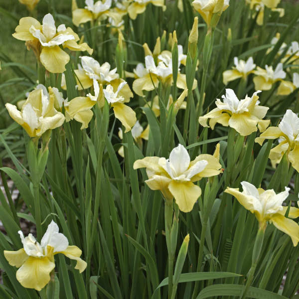 'Butter & Sugar' Siberian Irises with creamy yellow and white blooms. 