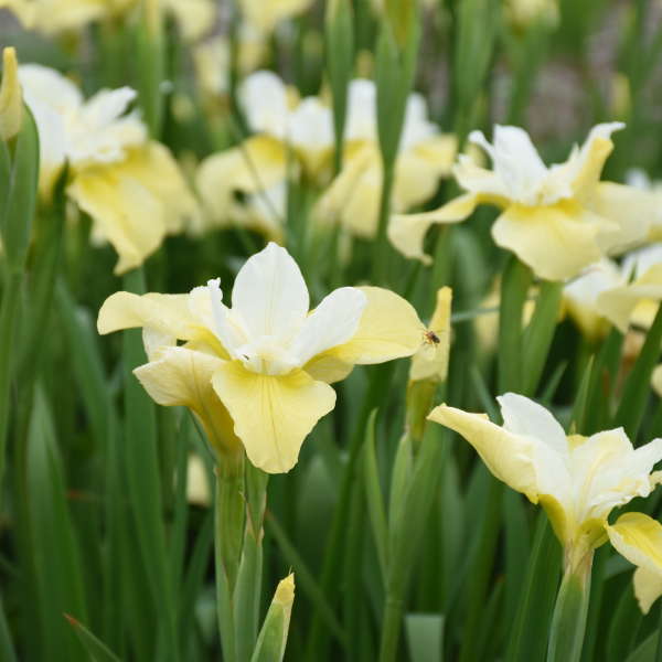 Close-up of 'Butter & Sugar' Siberian Iris flower with a bug on it. 
