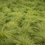 Prairie Dropseed (Sporobolus heterolepsis) Native perennial, perfect for adding dimension and texture to your landscape.