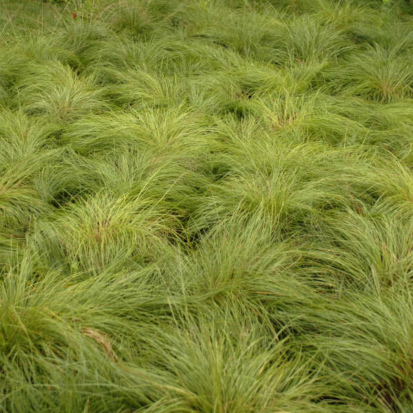 Prairie Dropseed (Sporobolus heterolepsis) Native perennial, perfect for adding dimension and texture to your landscape.