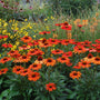 Kismet Intense Orange Coneflower in garden with yellow Coreopsis, and orange Red Hot Poker for contrast.