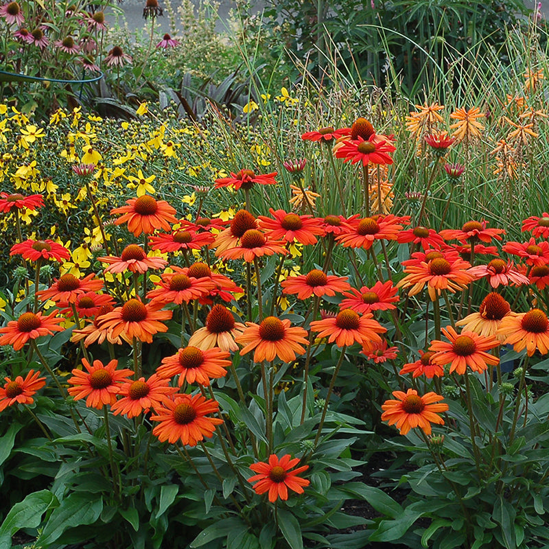 Kismet Intense Orange Coneflower in garden with yellow Coreopsis, and orange Red Hot Poker for contrast.