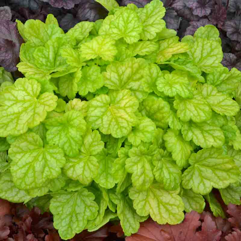 Heuchères Appletini à côté d'heuchères rouges et violettes. 