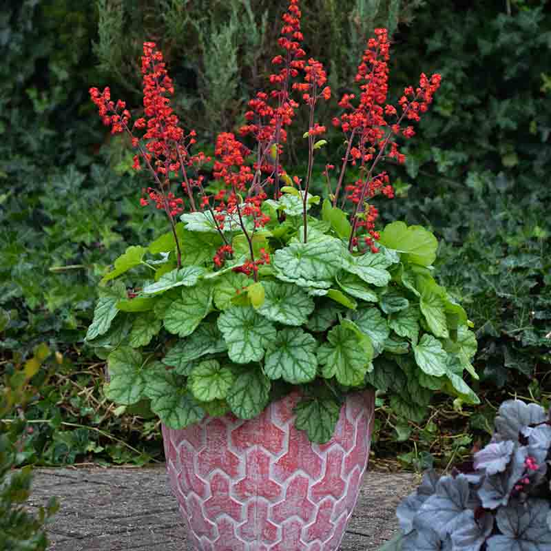 Heuchères Appletini dans des récipients rouges. 
