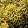 Close up of the variegated foliage of the Atlantis Stonecrop 