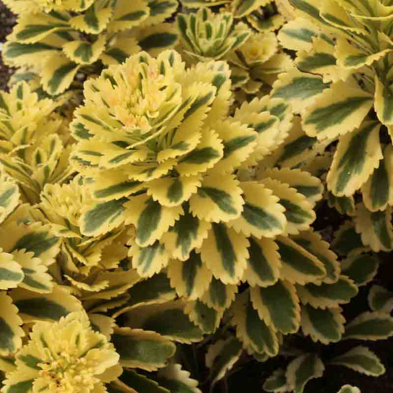 Close up of the variegated foliage of the Atlantis Stonecrop 