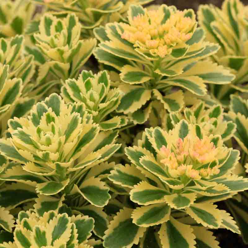 Close up of Hardy Atlantis Stonecrop with stylish green toothed rosettes edged in wide margins of cream to yellow 