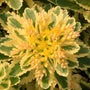 Atlantis Stonecrop with green rosettes and has a wide cream-yellow edges 