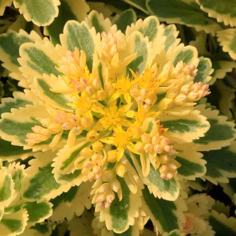 Atlantis Stonecrop with green rosettes and has a wide cream-yellow edges 