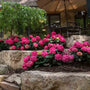 Des hortensias Endless Summer Summer Crush aux fleurs rouge framboise et au feuillage vert foncé dans un aménagement paysager. 