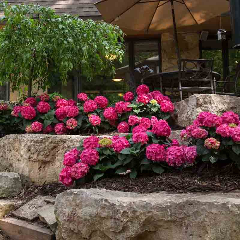 Des hortensias Endless Summer Summer Crush aux fleurs rouge framboise et au feuillage vert foncé dans un aménagement paysager. 