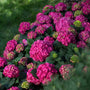 Endless Summer Summer Crush Hortensia à grandes feuilles avec des fleurs rouge framboise. 