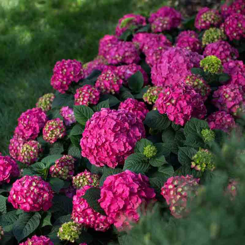 Endless Summer Summer Crush Hortensia à grandes feuilles avec des fleurs rouge framboise. 