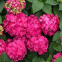 Gros plan sur les fleurs d'hortensia Endless Summer Summer Crush, d'un rouge framboise. 