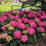 Endless Summer Summer Crush, un hortensia à grandes feuilles aux grandes fleurs rouge framboise, dans un jardin. 