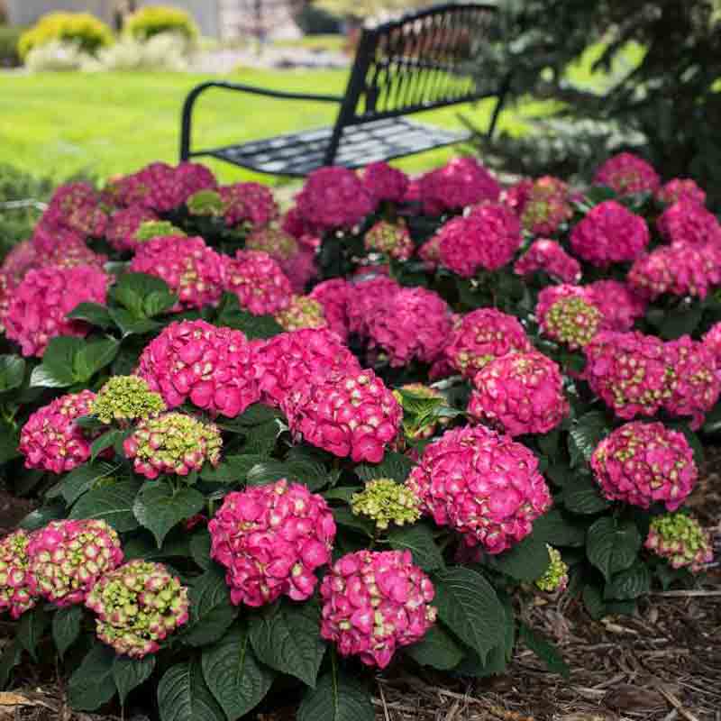 Endless Summer Summer Crush, un hortensia à grandes feuilles aux grandes fleurs rouge framboise, dans un jardin. 