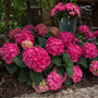 Endless Summer Summer Crush, hortensia à grandes feuilles, dans un aménagement paysager. 