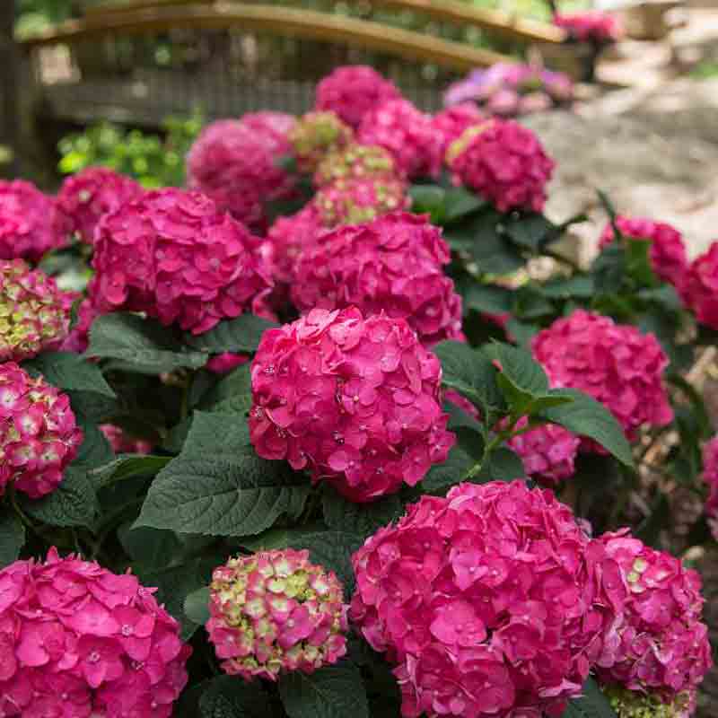 Hortensia Endless Summer Summer Crush aux fleurs d'un rouge framboise éclatant. 