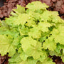 La plante Dressed U Ball Gown Coral Bells est idéale pour la plantation en pot.
