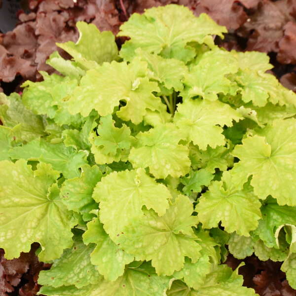 La plante Dressed U Ball Gown Coral Bells est idéale pour la plantation en pot.